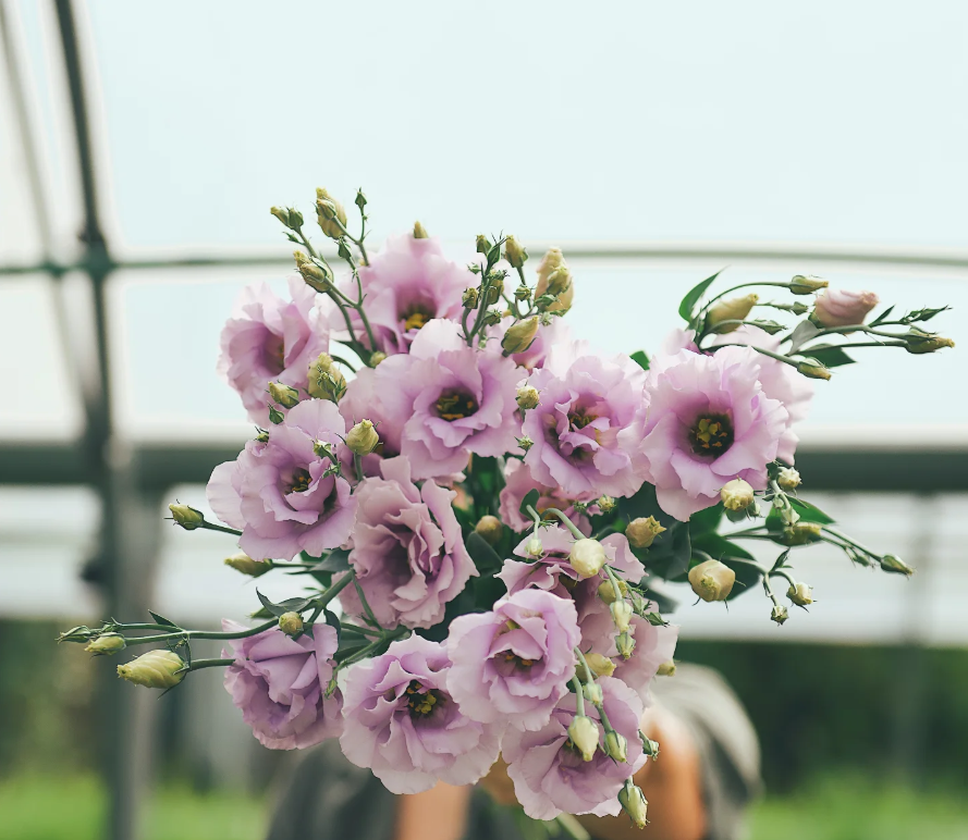 Bouquet de fleurs rose mauve en serre