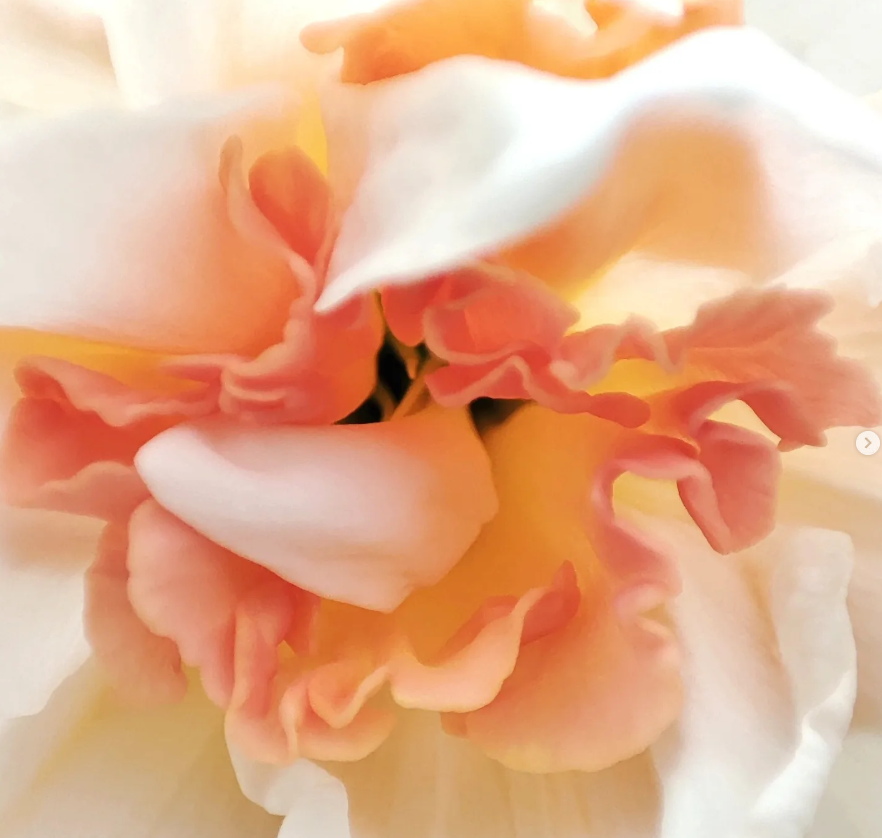 Macro fleur aux tons peche