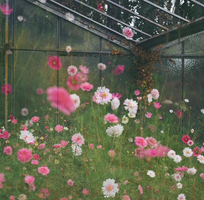 Fleurs roses cultivees en serre